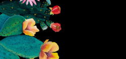 彩色的仙人掌花卉背景图高清图片