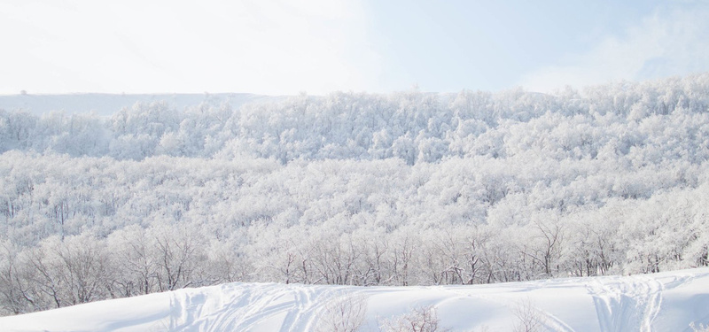 冬季林海背景jpg设计背景_新图网 https://ixintu.com 外景 景色 林海 冬季 海报banner 摄影 风景