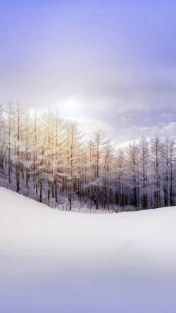 树俯视雪地上的树林H5背景高清图片