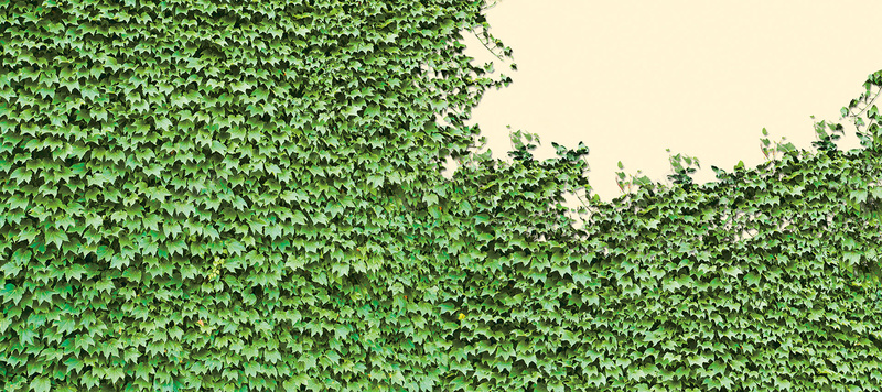 绿色植物墙背景jpg设计背景_新图网 https://ixintu.com 绿色 植物 墙 爬山虎 背景 海报banner 摄影 风景