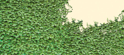 绿色植物背景墙绿色植物墙背景高清图片