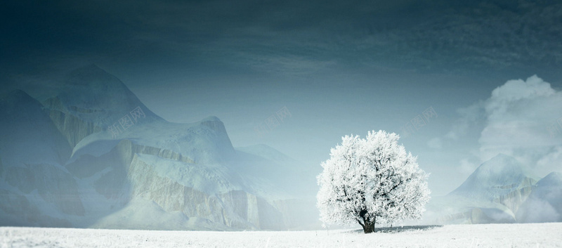 摄影白雪覆盖的树背景