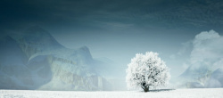 白雪覆盖摄影白雪覆盖的树高清图片