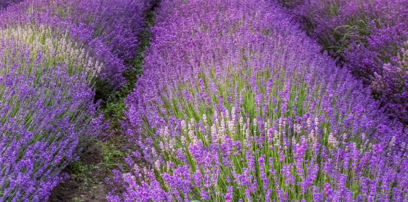 紫色薰衣草背景jpg设计背景_新图网 https://ixintu.com 紫色 薰衣草 背景 花 花海 唯美 蓝天 摄影 风景