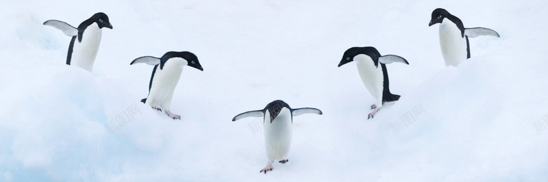 企鹅背景jpg设计背景_新图网 https://ixintu.com 海报banner 企鹅 动物 南极 雪地 卡通 童趣 手绘