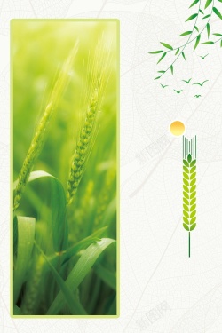 杂粮包装五谷杂粮丰收稻米小麦海报背景高清图片