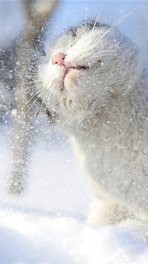 雪中的猫咪H5背景背景