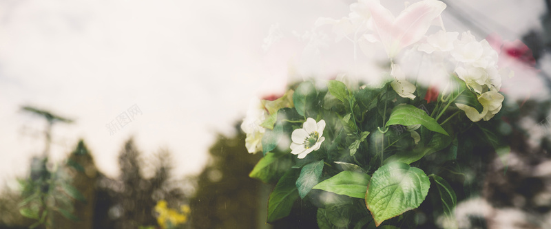 清新花朵banner背景jpg设计背景_新图网 https://ixintu.com 花卉 模糊 植物 清新 banner背景 海报banner 摄影 风景