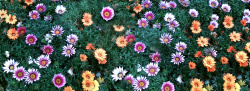 春季甜美淘宝草地花朵背景高清图片