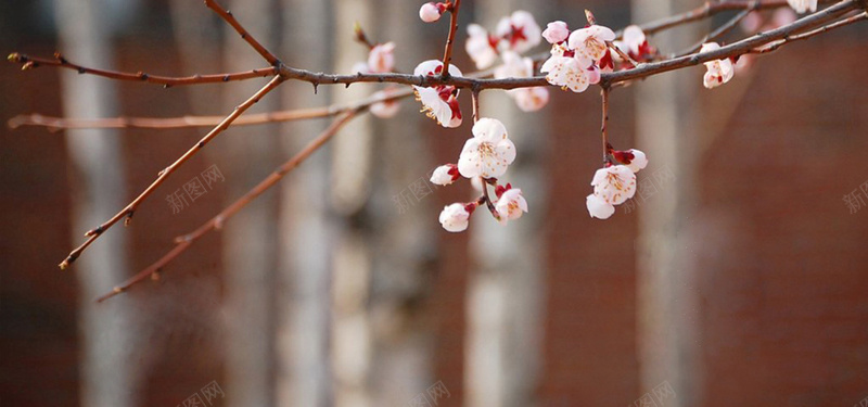 复古文艺清新冬季梅花jpg设计背景_新图网 https://ixintu.com 复古 文艺 清新 冬季 梅花 中国风 海报banner 摄影 风景