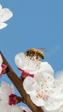 蜜蜂采蜜H5背景素材背景