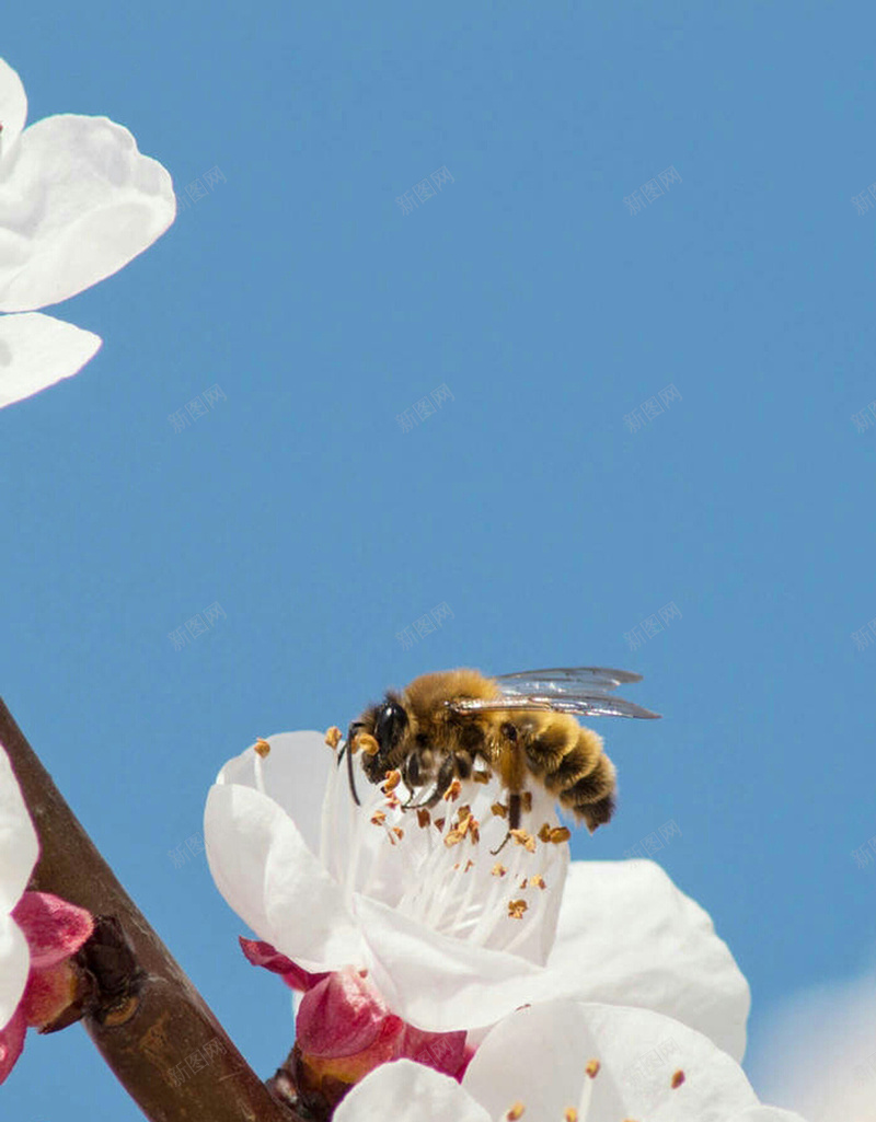 蜜蜂采蜜H5背景素材jpg设计背景_新图网 https://ixintu.com 蜜蜂 采蜜 花卉 桃花 花朵 H5 摄影 风景