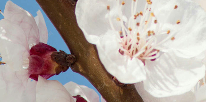 蜜蜂采蜜H5背景素材jpg设计背景_新图网 https://ixintu.com 蜜蜂 采蜜 花卉 桃花 花朵 H5 摄影 风景