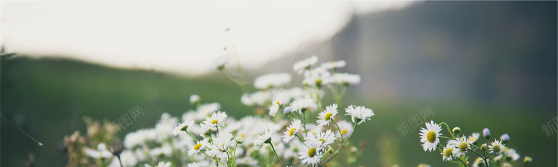 花朵小清新背景jpg设计背景_新图网 https://ixintu.com 小白花 花朵 摄影 淘宝 博客 banner 广告 海报banner 风景