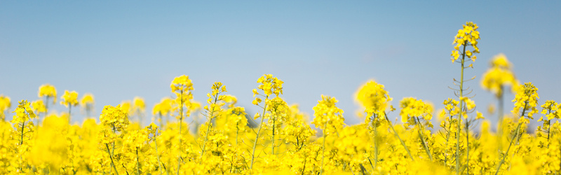 油菜花jpg设计背景_新图网 https://ixintu.com 黄色花朵 油菜花 海报banner 摄影 风景