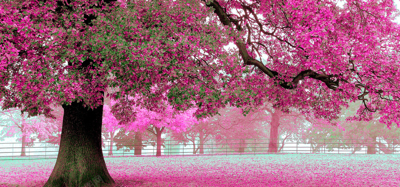 樱花背景图jpg设计背景_新图网 https://ixintu.com 樱花 海报banner 摄影 风景