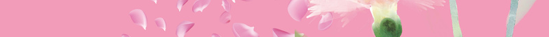 康乃馨粉色温情感恩海报背景jpg设计背景_新图网 https://ixintu.com 康乃馨 回馈 感恩 海报 粉色 女性 温情 盛大开启 一路相伴