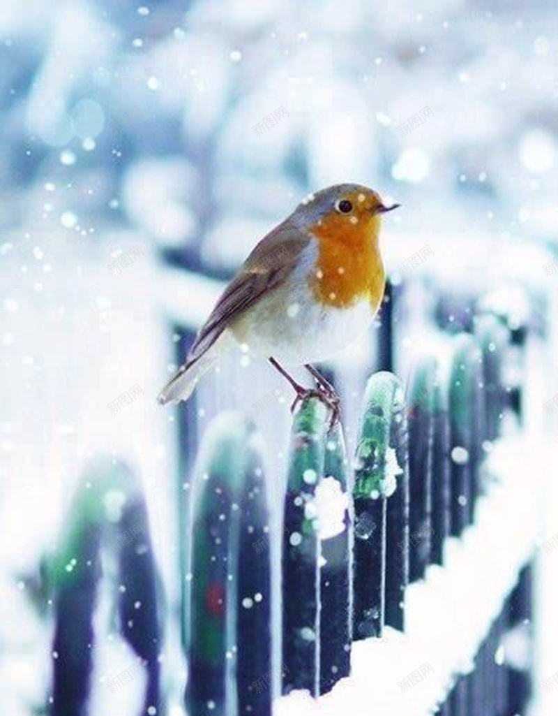雪中的小鸟背景jpg设计背景_新图网 https://ixintu.com 冬天 小鸟 雪中 雪花 冷 孤独