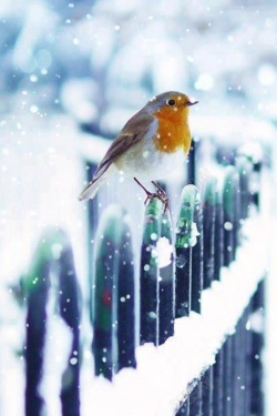 孤独冬天雪中的小鸟背景高清图片