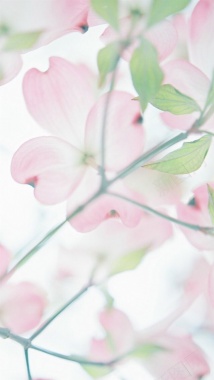 粉色花朵H5背景背景