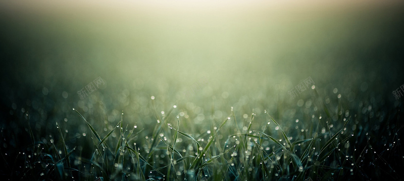 雨季背景jpg设计背景_新图网 https://ixintu.com 朦胧 模糊 清新 绿色 草地 虚化 夏装海报 海报banner 文艺 小清新 简约