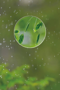 节日诗句二十四节气谷雨海报背景高清图片