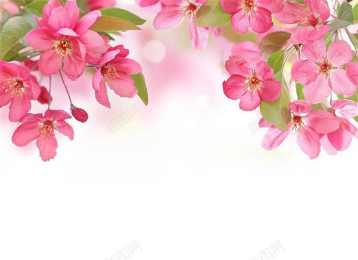 粉色浪漫海棠花朵背景背景