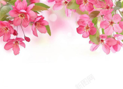 白色的大叶海棠粉色浪漫海棠花朵背景高清图片