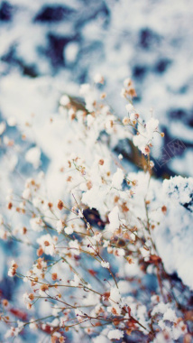 雪中被雪覆盖的花朵背景