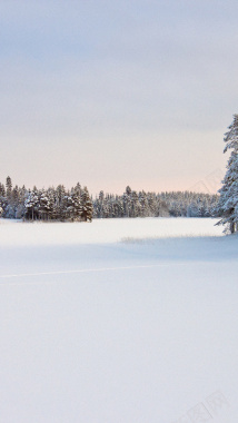 树林冬季H5背景背景