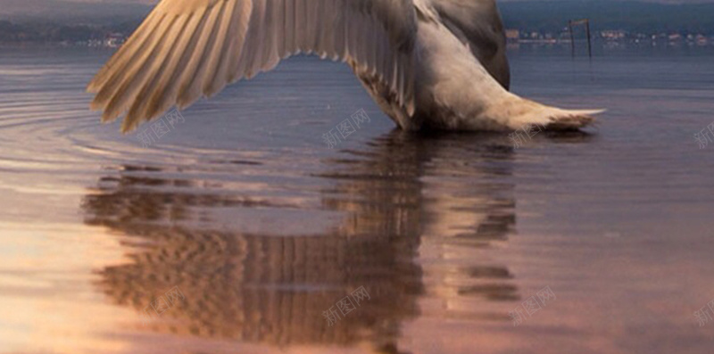 拍打翅膀的天鹅H5素材背景jpg设计背景_新图网 https://ixintu.com 翅膀 天鹅 动物 风景 唯美 H5素材 摄影