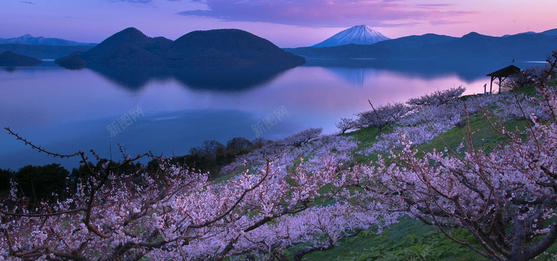 淘宝背景jpg设计背景_新图网 https://ixintu.com 傍晚 摄影 桃花 海报banner 湖水 风景 黄昏夜景