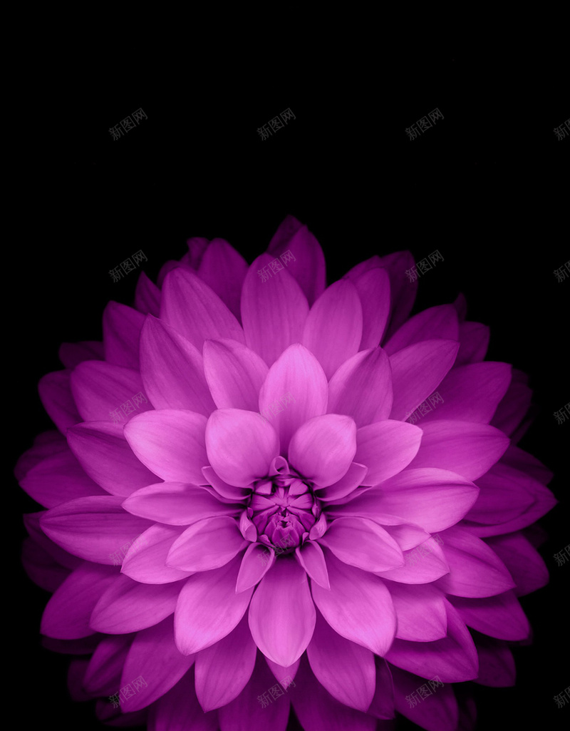 梦幻的紫色花朵背景jpg设计背景_新图网 https://ixintu.com 紫色花朵 黑暗梦幻 文艺 浪漫 背景 幻彩花朵梦幻紫色 高清 小花 开心 温暖