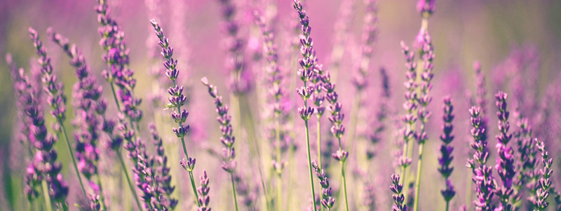 摄影鲜花花田背景jpg设计背景_新图网 https://ixintu.com 摄影 鲜花 花海 花田 田园 祡色 美景 花朵 自然 花草 海报banner 风景