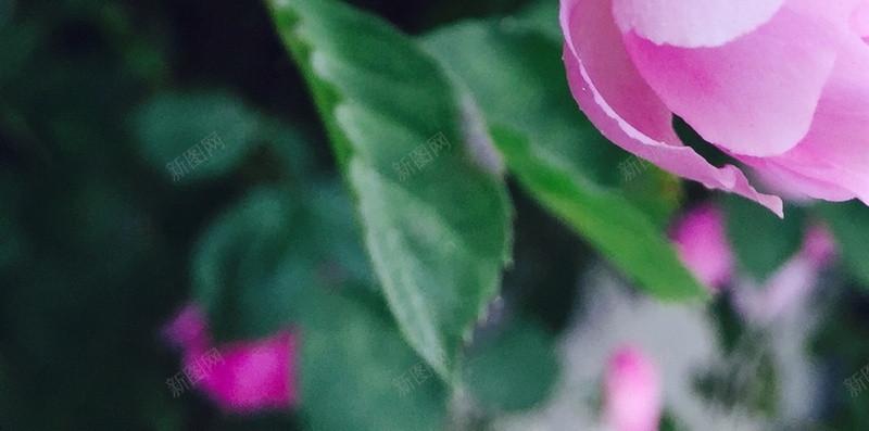 粉色牡丹H5背景jpg设计背景_新图网 https://ixintu.com 花朵 植物 彩色 高清 牡丹 H5背景 H5 h5 摄影 风景