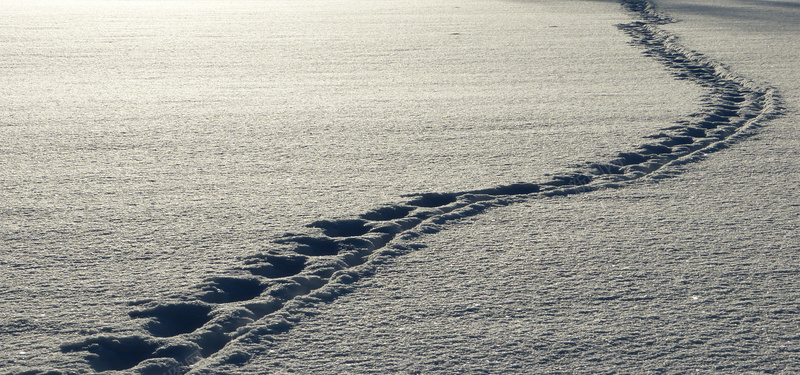 雪地脚印背景