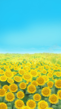 葵花花海背景背景