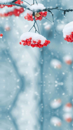 文艺冬季立冬雪景红果上的积雪H5背景高清图片