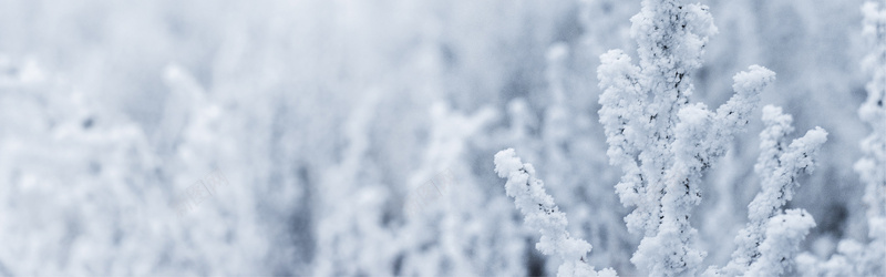 雪松jpg设计背景_新图网 https://ixintu.com 雪 冬天 植物 海报banner 摄影 风景