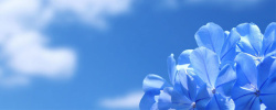 蓝色炫彩海报梦幻花朵背景高清图片