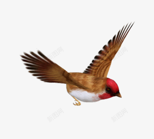 Bird 免扣图png免抠素材_新图网 https://ixintu.com 免扣