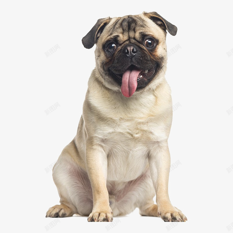 kisspugglebeaglepuppypetsittingpug5b445f54baee728105912415312075087657宠物png免抠素材_新图网 https://ixintu.com 宠物