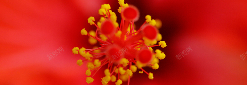 红色花朵花蕾bannerjpg设计背景_新图网 https://ixintu.com 海报banner 纹理 质感 花朵自然植物花蕾红色花