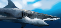 海洋生命大鲨鱼背景高清图片