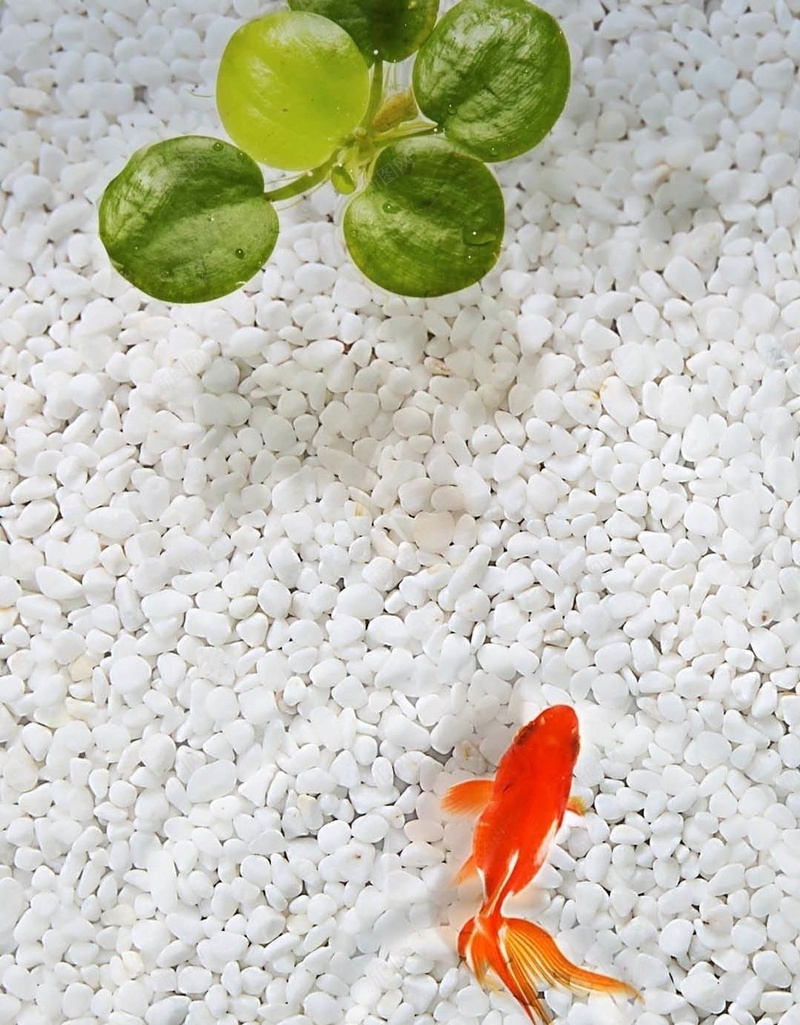 游泳的鱼H5素材背景jpg设计背景_新图网 https://ixintu.com 红色的鱼 植物 石头 绿色 鱼 H5素材 水纹 白色石头