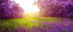紫色花树淘宝春季紫色花树背景高清图片