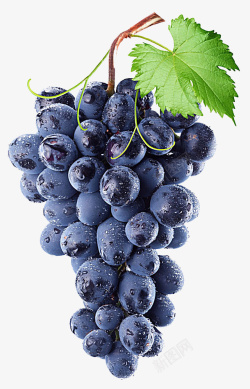 一串紫色美味的葡萄素材