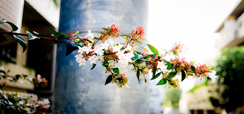 花卉背景图jpg设计背景_新图网 https://ixintu.com 花卉 街拍 植物 海报banner 摄影 风景