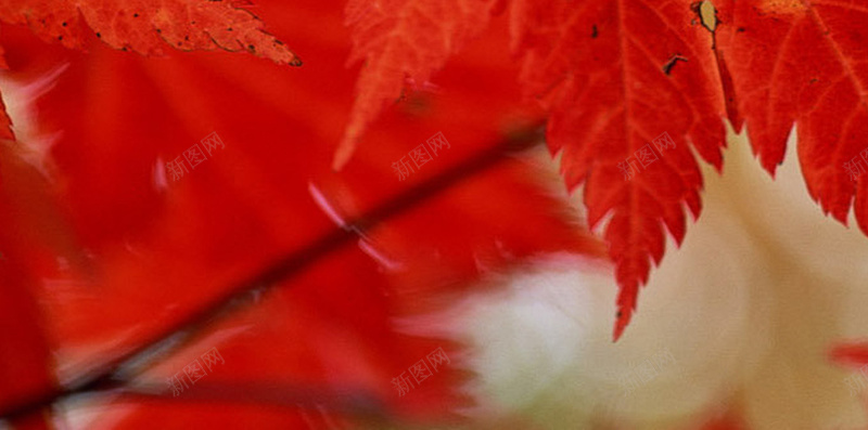 秋日红色主题风景H5背景jpg设计背景_新图网 https://ixintu.com 红色 枫叶 植物 风景 摄影 H5 h5