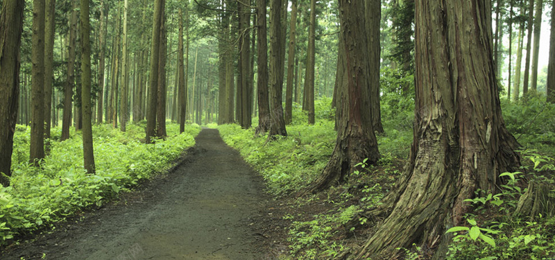 森林里的道路背景图背景